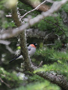 富士山五合目の鳥たち