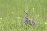 ライチョウ♀