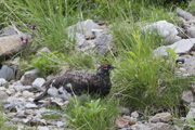 ライチョウ♂