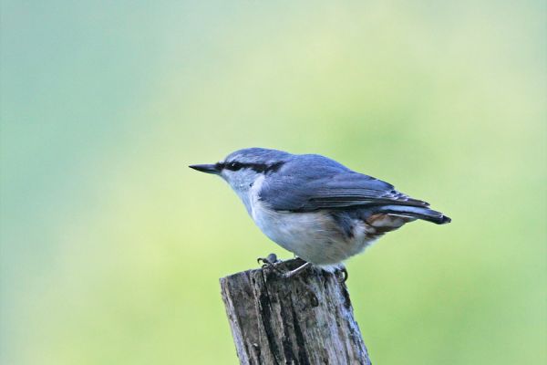 シロハラゴジュウカラ