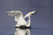 ２月の道東　その３