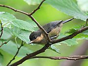 オーストンヤマガラ（幼鳥）