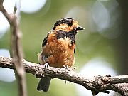 オーストンヤマガラ（成鳥）