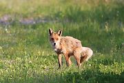 キタキツネの写真
