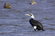 井頭公園の鳥たち