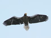 IIV