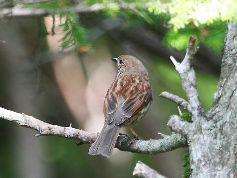 カヤクグリ