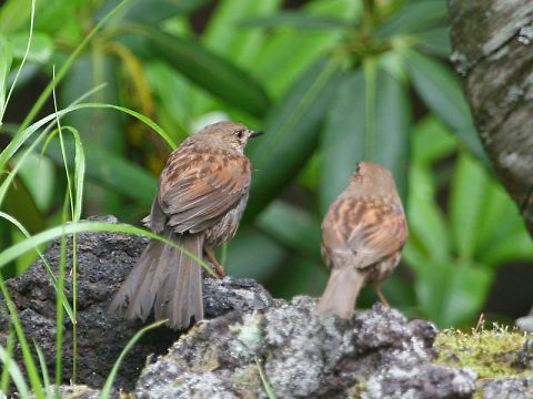 カヤクグリ