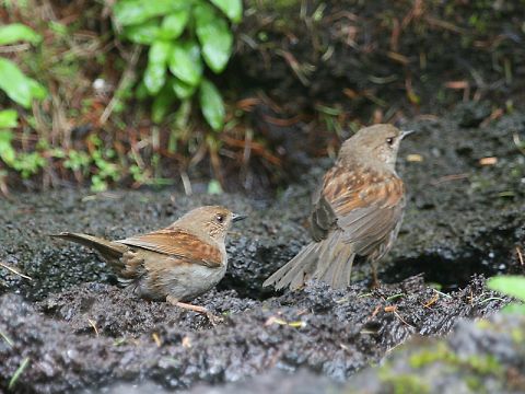 カヤクグリ
