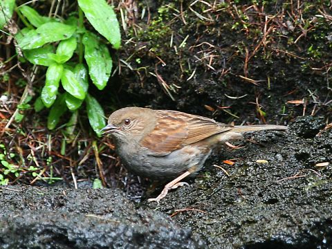 カヤクグリ
