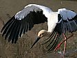 コウノトリ