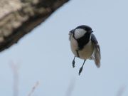 シジュウカラ