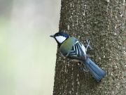 シジュウカラ
