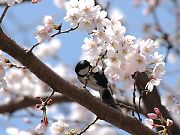 シジュウカラ