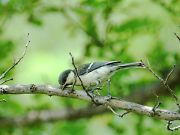 シジュウカラ
