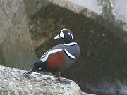 シノリガモ