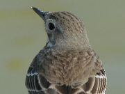 タヒバリ