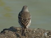 タヒバリ