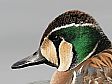 トモエガモ