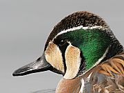 gGK
