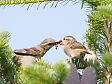 ニュウナイスズメ