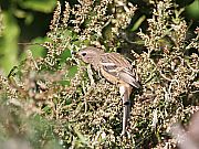 ベニマシコ ♀