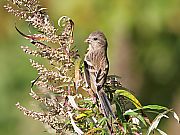 ベニマシコ ♀