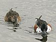ハシビロガモ