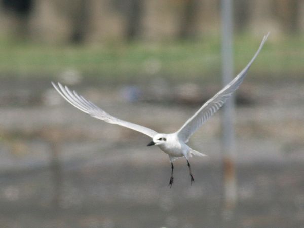 ハシブトアジサシ