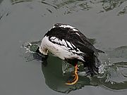 zIWK