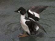 zIWK
