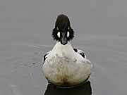 zIWK
