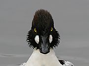 zIWK