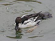 zIWK
