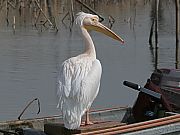 CyJ