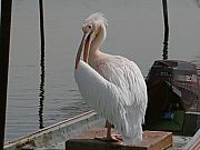 CyJ