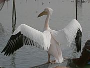CyJ