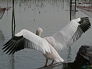 CyJ