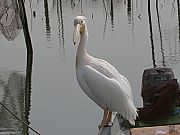 CyJ