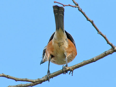 Y