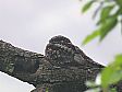 ヨタカ
