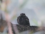 ヨタカ