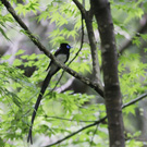 サンコウチョウ
