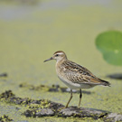 ウズラシギ