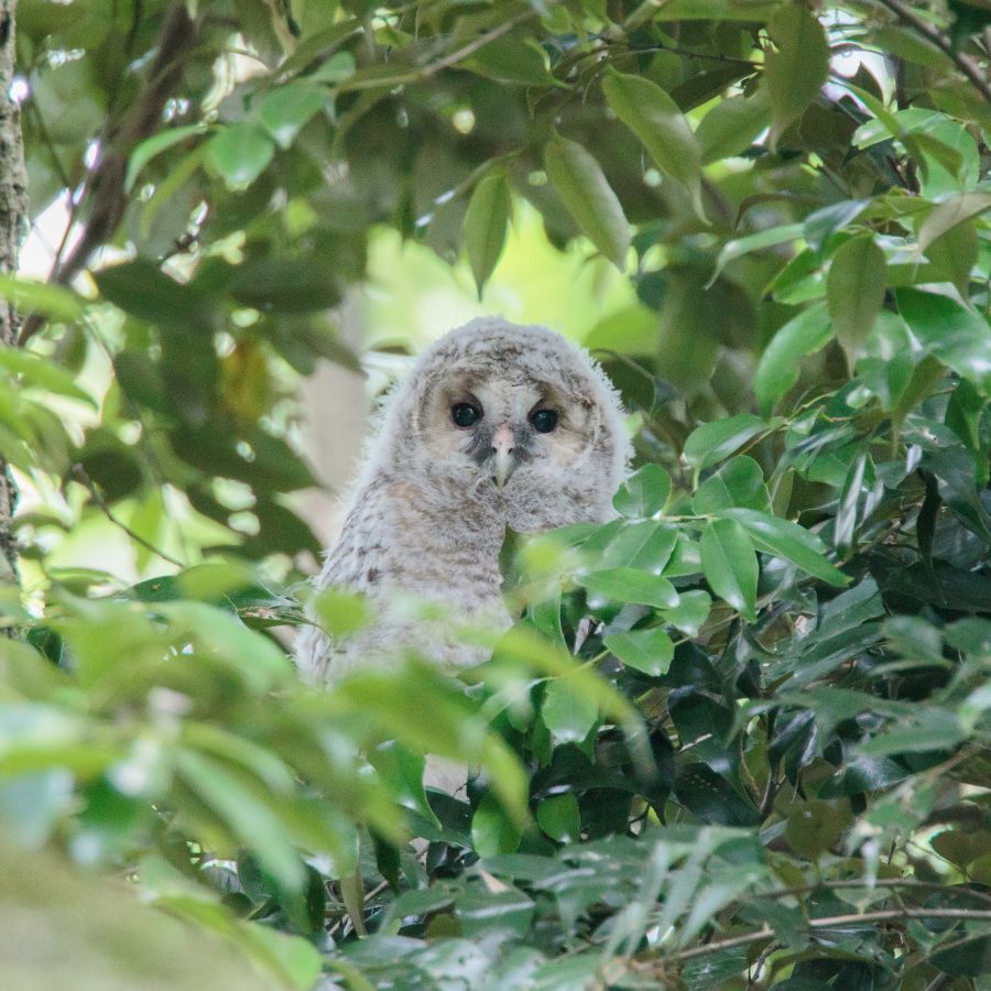 フクロウ フクロウの画像