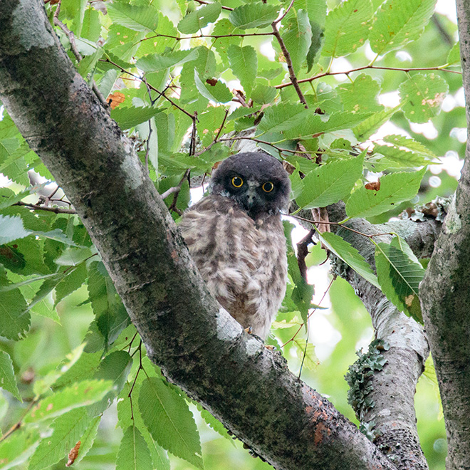 アオバズクの画像
