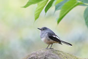 シキチョウ シキチョウの画像