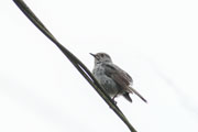 カワビタキ♀