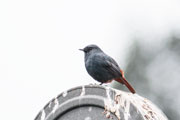 カワビタキ♂