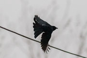 オウチュウ